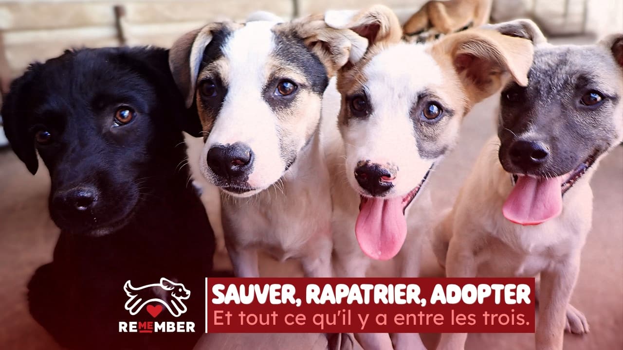 Sauver, rapatrier, adopter. Et tout ce qu'il y a entre les trois.
