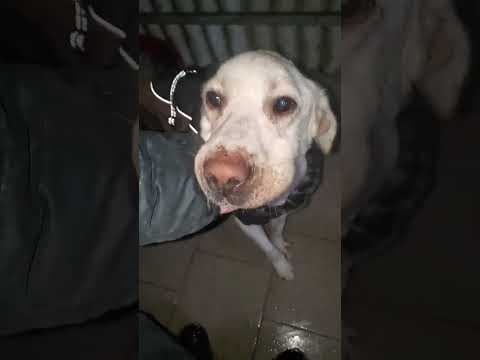 Derry en vidéo 2