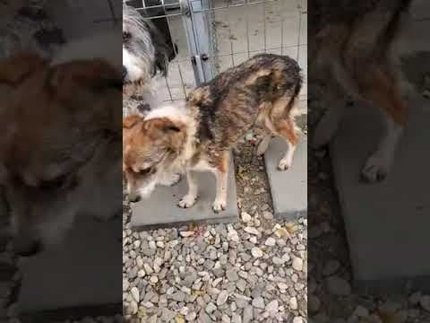 Ziva en vidéo 2