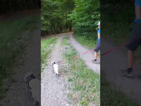 Leone en vidéo 4
