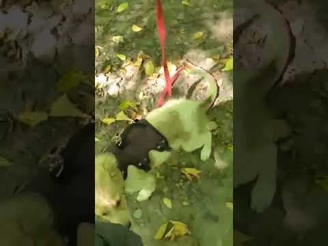 Aquarelle en vidéo 1