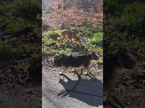 Buckley en vidéo 3