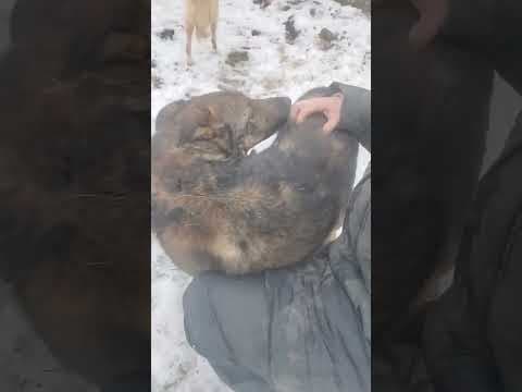 Baps en vidéo 5