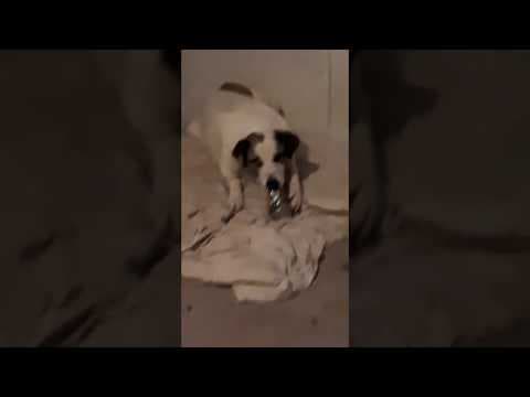 ** Bayou ** 4 Ans De Box en vidéo 11