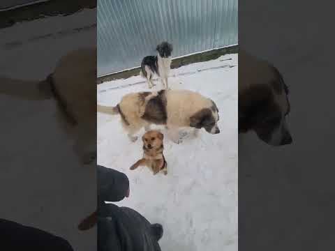 Baïkal en vidéo 6