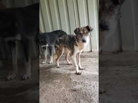 Ziva en vidéo 1
