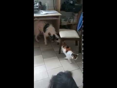 Hiona en vidéo 2