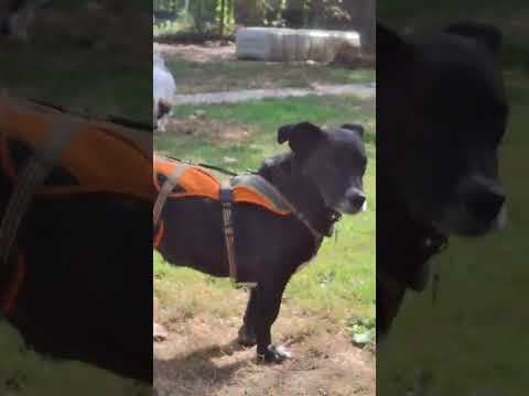 Babouche en vidéo 2