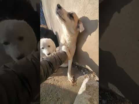 Yellow en vidéo 7