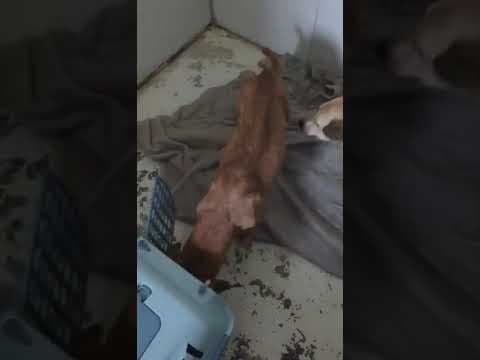Hanani en vidéo 6