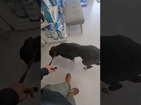 Grisette en vidéo 6