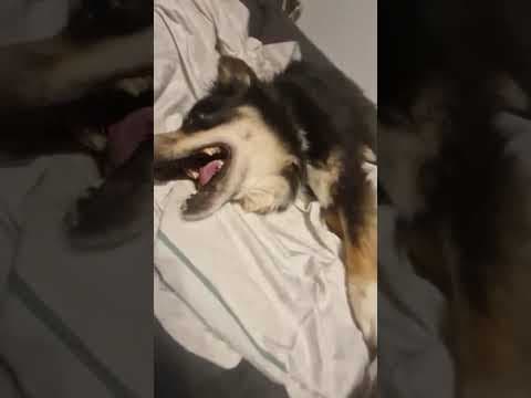 Sencha en vidéo 7
