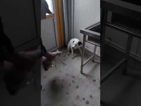 Panda en vidéo 3
