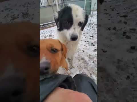 Oreo en vidéo 4