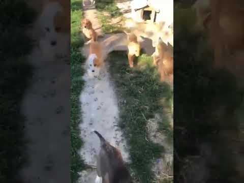 Brando en vidéo 6