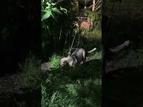 Scapa en vidéo 9