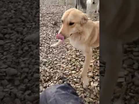 Buckley en vidéo 1