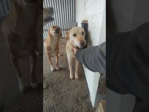 Broceliande en vidéo 6