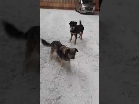 Attikus en vidéo 6