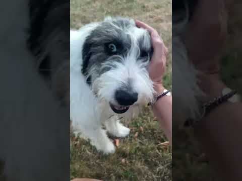 Rose en vidéo 4