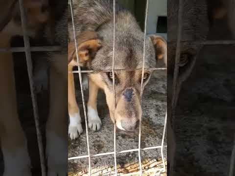 Guss en vidéo 2