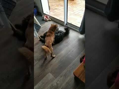Artea en vidéo 4