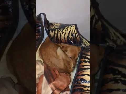 Hanani en vidéo 4