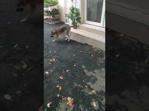 Yule en vidéo 1