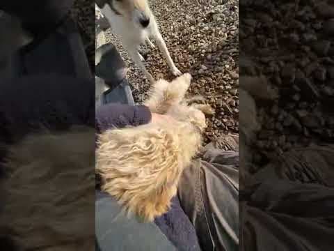 Scruffy en vidéo 2
