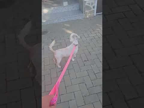 Maya en vidéo 4
