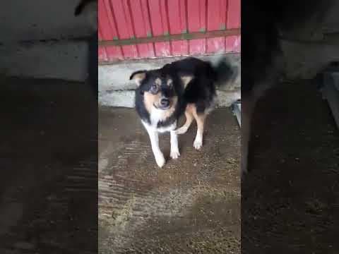 Goody en vidéo 1