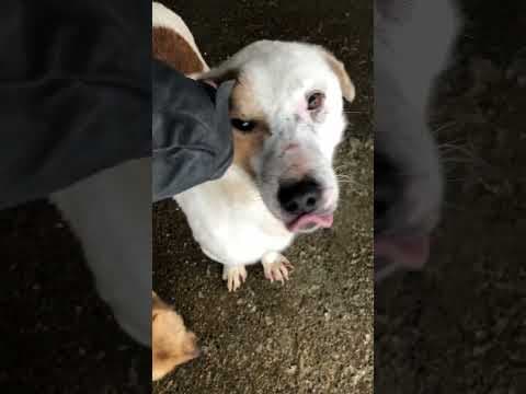 Milou en vidéo 1