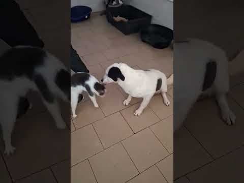 Viking en vidéo 4