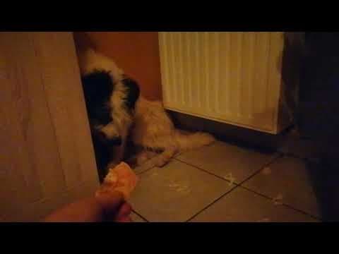 Hiona en vidéo 10