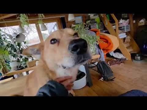 Grizzli en vidéo 3