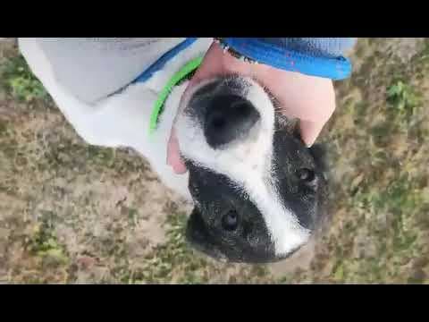 Tommy en vidéo 1