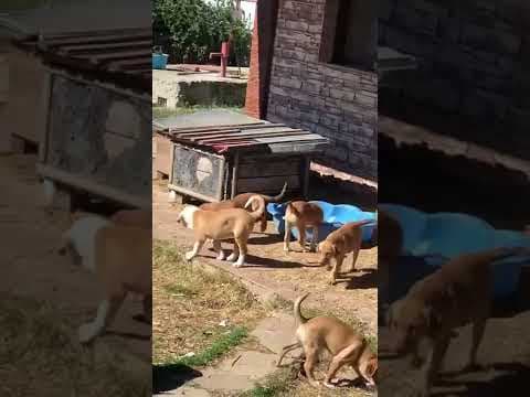 Brando en vidéo 4