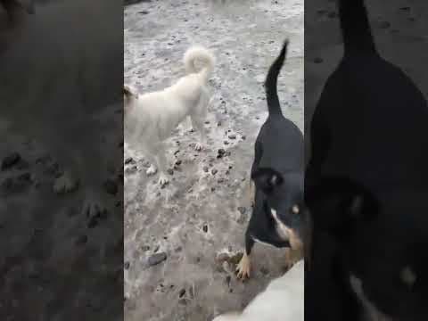 Hako en vidéo 1