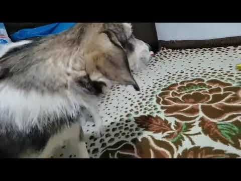 Reuben en vidéo 4