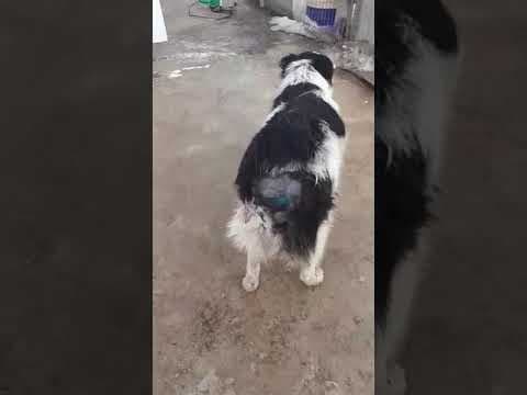 Kalisto en vidéo 2