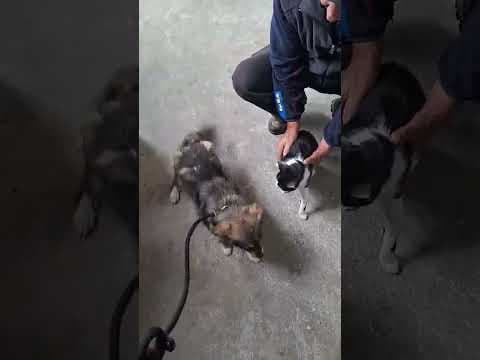 Dolce en vidéo 5