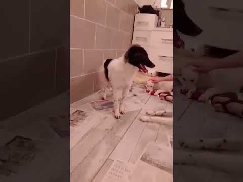 Origami en vidéo 1