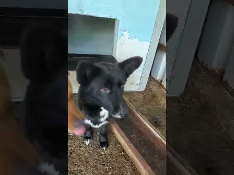 Vitae en vidéo 1