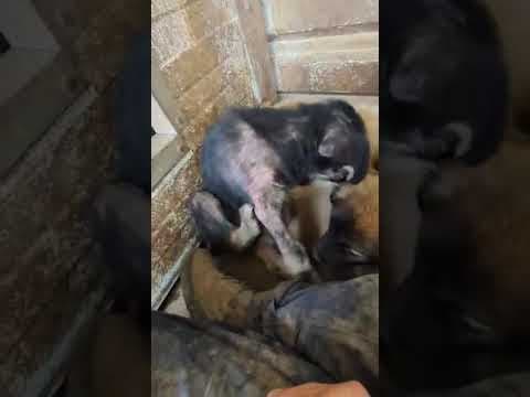 Yocco en vidéo 1