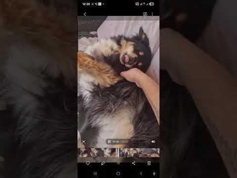 Sencha en vidéo 6