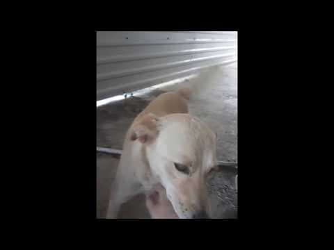 Broceliande en vidéo 3