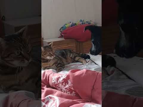 Toinette en vidéo 9
