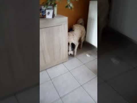 Hiona en vidéo 12