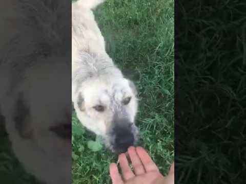 Scona en vidéo 1