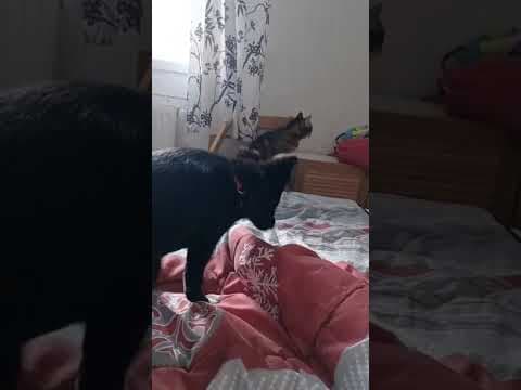 Toinette en vidéo 10